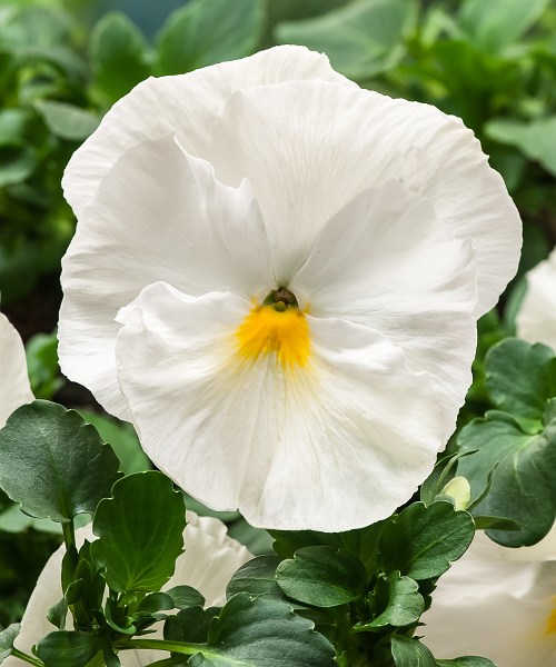 511.01 Pansy F1 Cello-Pure White_JG13-8528-N_sRGB-300dpi